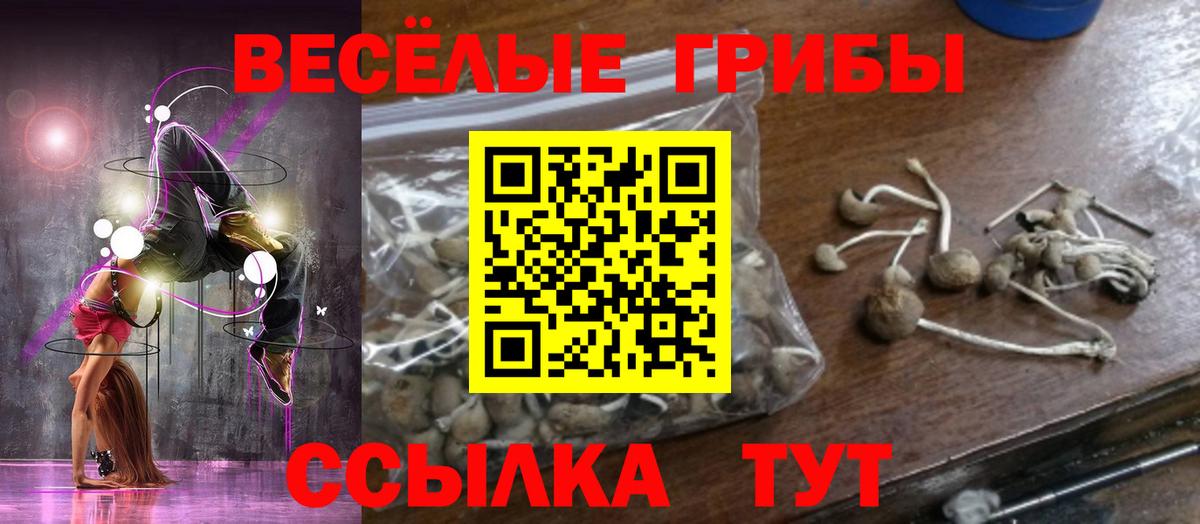 Псилоцибиновые грибы Psilocybine cubensis Кандалакша