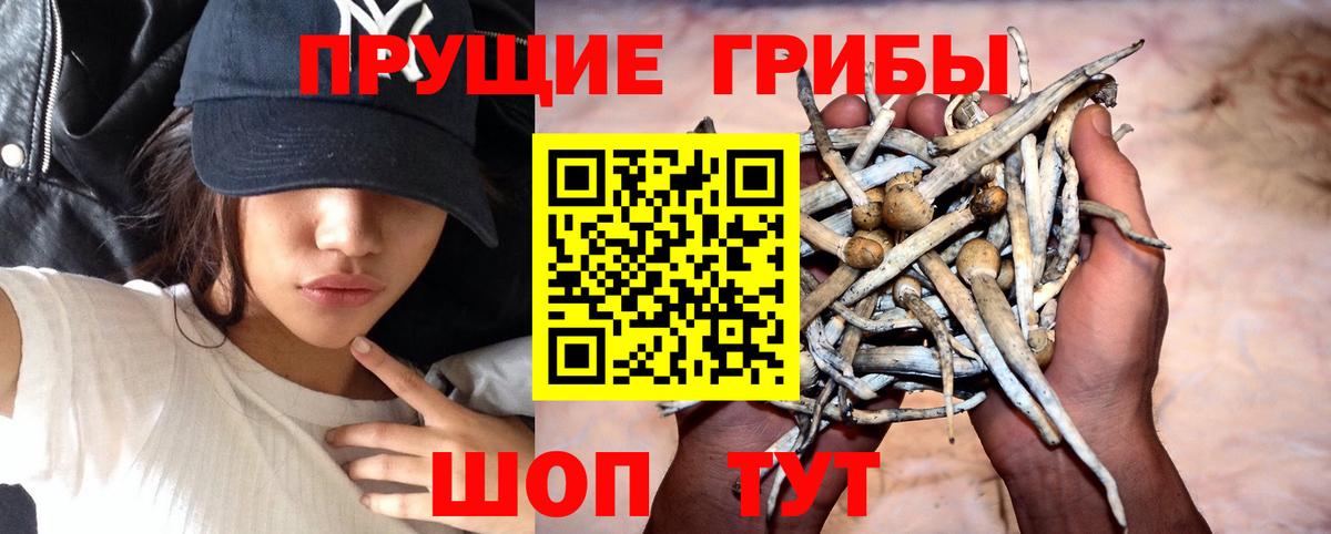 магазин  наркотиков  Галлюциногенные грибы GOLDEN TEACHER  Кандалакша  Вход с VPN  Галлюциногенные грибы мицелий 
